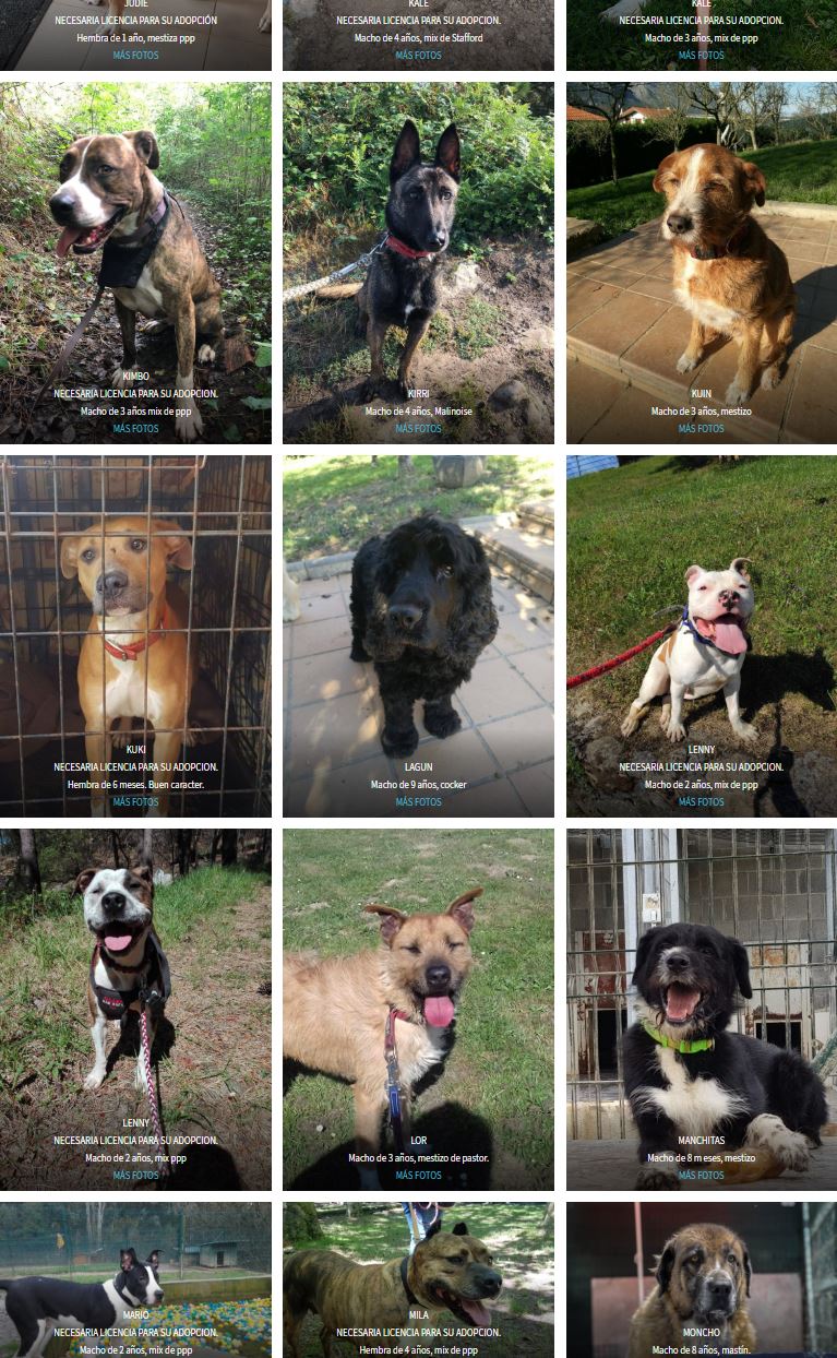 Perros en adopción - Asociación Protectora Animales